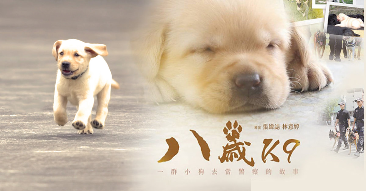 《八歲K9》當小奶狗成為帥氣警犬